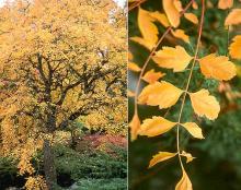 plant habit and leaves, fall plant habit and leaves, fall