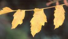 leaflets, fall leaflets, fall