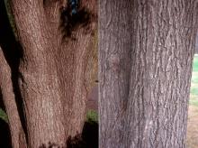 trunk, bark trunk, bark