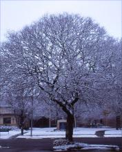 plant habit, winter plant habit, winter