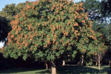 plant habit, fruiting plant habit, fruiting