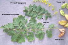 leaves, flowers and fruit leaves, flowers and fruit