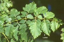 leaf leaf