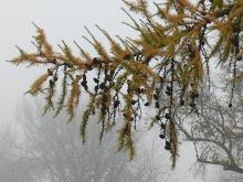 leaves and cones, early winter