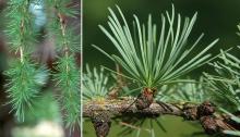 shoots and needle cluster