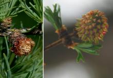 male and female cones, spring