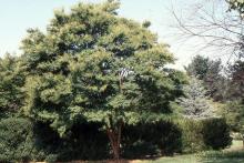 plant habit