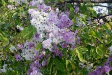 flower clulsters and leaves flower clulsters and leaves