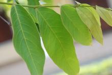 leaves leaves