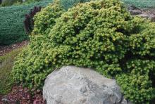 plant habit, early fall
