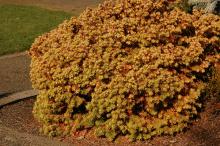 plant habit, late fall