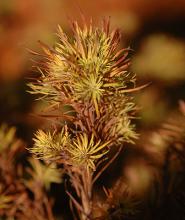 needles (leaves), late fall