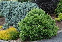 plant habit, summer