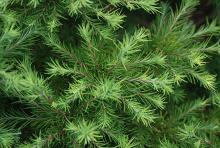 branchlets
