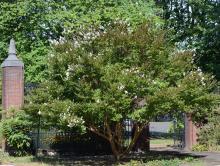 plant habit, late summer (16 years later)