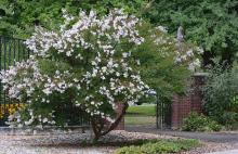 plant habit, flowering (10 years later)