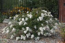 plant habit, flowering
