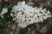 flower cluster