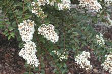 flowering shoot