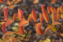 leaves, fall