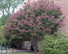 plant habit, flowering