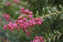 flowering shoot
