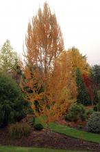 plant habit, fall