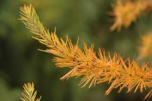branch, fall