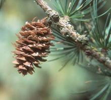 cone at seed release