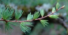 expanding leaf clusters, April
