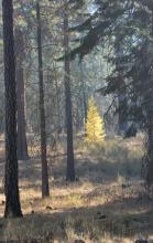 young tree, fall