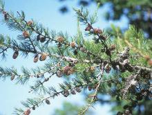 branches with cones