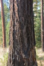 trunk, bark