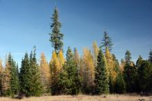 fall, mixed conifer forest, central Oregon