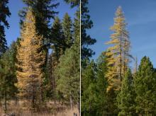 plant habit, fall, in habitat