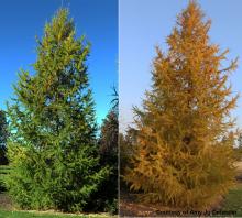 early and late fall, landscape plants