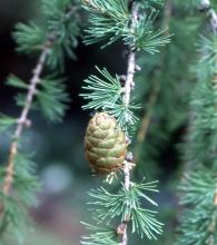 branch with developing cone branch with developing cone