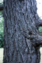 trunk, bark trunk, bark