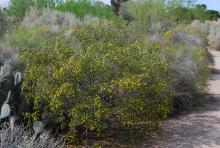 plant habit, flowering plant habit, flowering