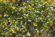 leaves, flowers and fruit leaves, flowers and fruit