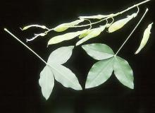 leaves and fruit