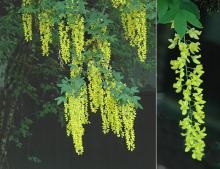 flower clusters