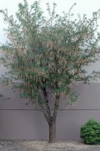 plant habit, late summer