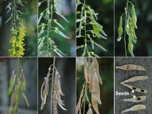 fruit development