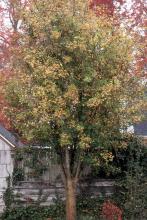 plant habit, fall