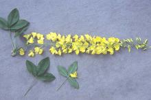 leaves and flowers