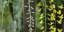 flower cluster development