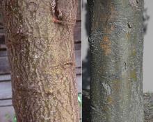 trunk, bark