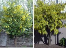 plant habit, flowering