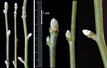winter twigs and buds
